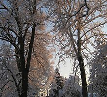 Feb. 19 2012 Snowstorm 135 by dge357