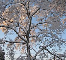 Feb. 19 2012 Snowstorm 136 by dge357