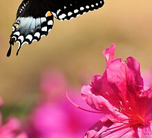 Spicebush & The Azaleas by Jeff Ore