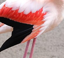 Fine Feathers Make Fine Birds - Guess Who I Am! by karina5