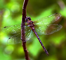 Dragonfly #2 by Elisabeth Dubois