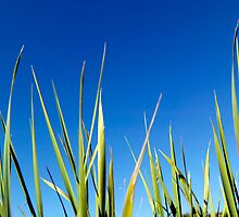 Blades of Grass against a clear blue summer sky by John Gaffen