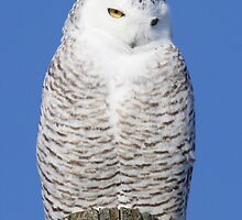 Bashful by Heather King