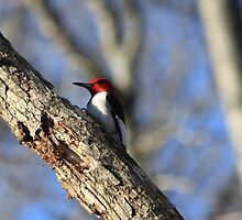 Woodpecker I by Ginger Barritt