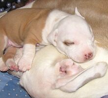 Mom's My Favorite Pillow by Ginny York