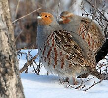 Habitat / Gray Partridge by Gary Fairhead