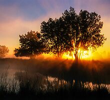 Buttercup Sunrise by Gregory J Summers