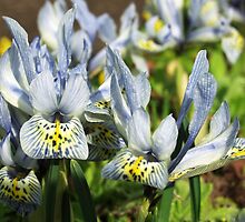 Dwarf Iris by redown