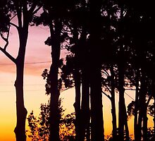 Through the Trees by justineb