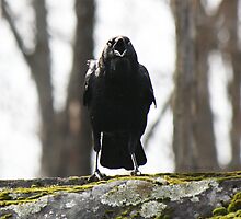 The Black Opera by Heather King