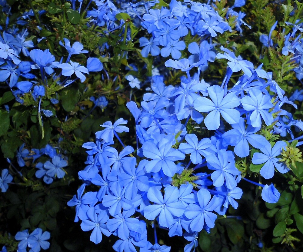Многолетние цветы с голубыми цветами название и фото