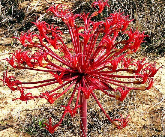 Brunsvigia Orientalis