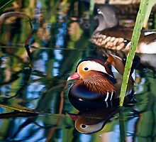 Reflections of a Mandarin Duck by Silken Photography