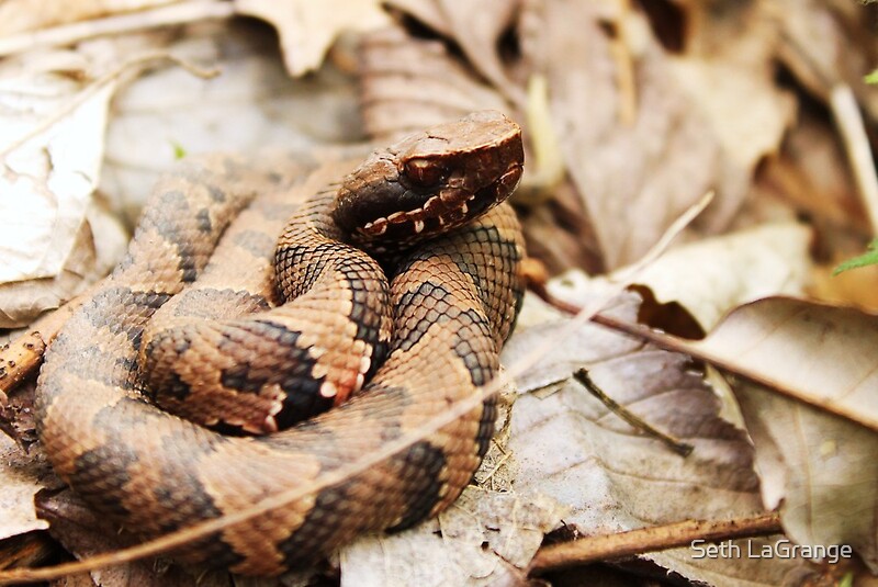 "Eastern Cottonmouth " by Seth LaGrange Redbubble