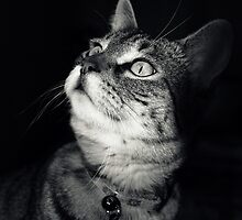 Whats Out There?! by jodi payne