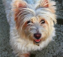 elder terrier