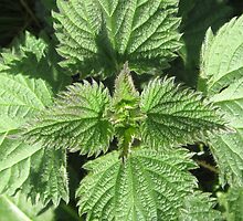 NETTLES STING BUT CAN TASTE GOOD TOO! by Colleen2012