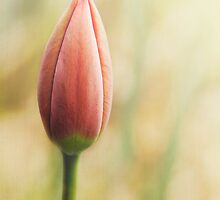 New Beginnings by KBritt