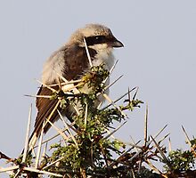 Grey-backed Fiscal by Carole-Anne