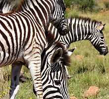 A Family Affair by MarkySA