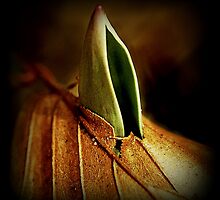The breakthrough by Alan Mattison
