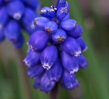 Grape Hyacinth (iPhone case) by redown