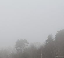 A meditation in fog by Photos - Pauline Wherrell