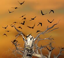 Pesky Birds by Liam Liberty
