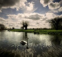 Swans On The Stour by Darren Burroughs