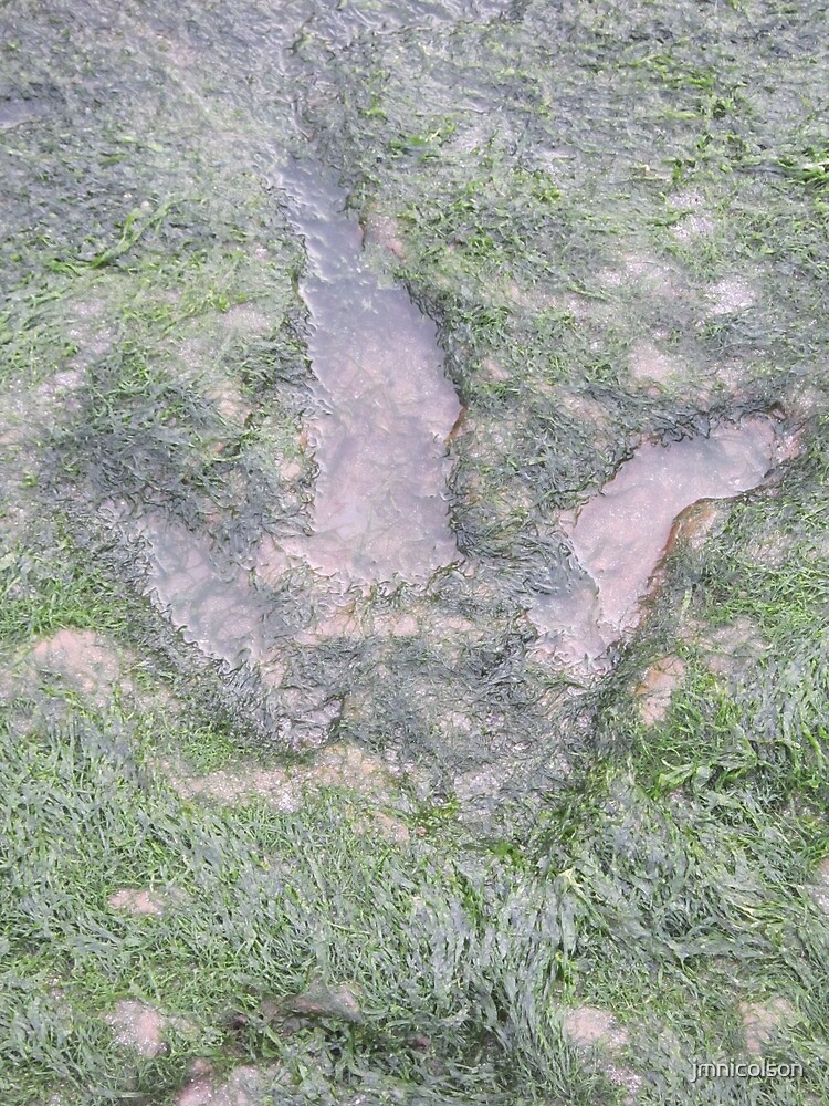 staffin beach dinosaur footprint location