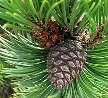 Developing Cones by kathrynsgallery