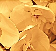 Dopey, the tender hearted/ for the Bashful Blossum series by Sassafras