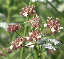 Seeds From Flowers, Developing Propulsion Systems by Navigator