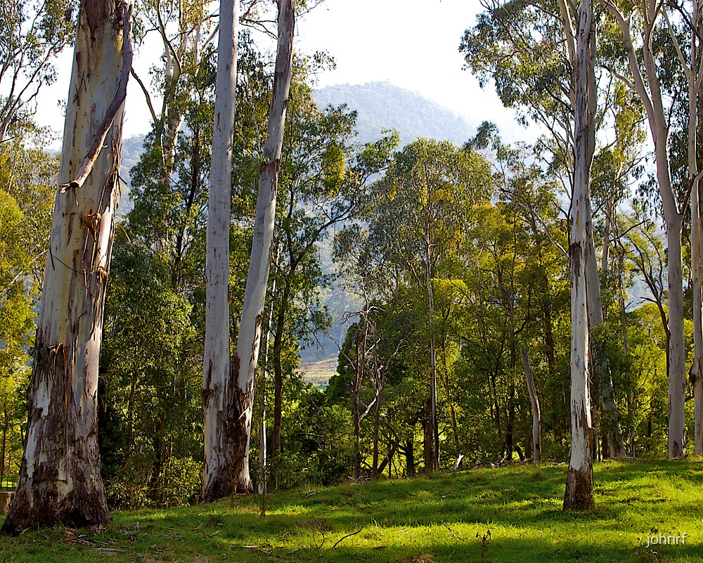 "Australian Bushland 2, Bright, Victoria." by johnrf Redbubble