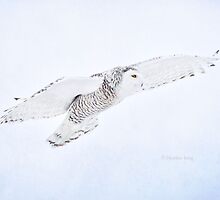 Elegance by Heather King