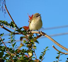 Today Is Your Lucky Day!!! - Grey Warbler - NZ by AndreaEL