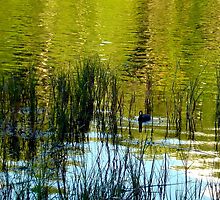 One Lonely Coot by AuntDot