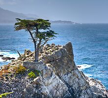 Lonely Cypress by Diego Re
