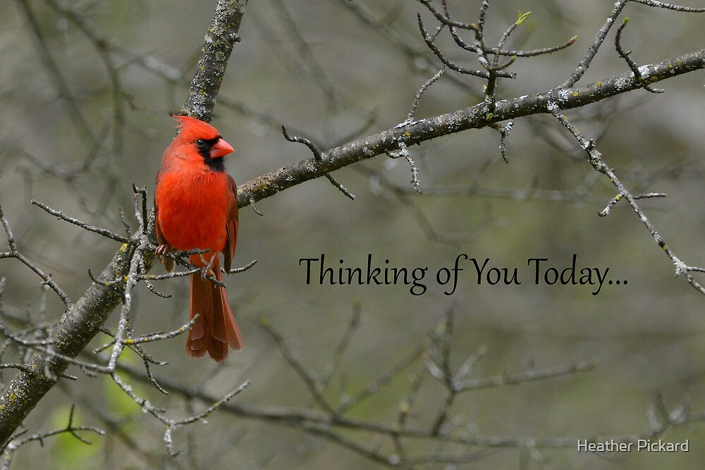  cardinal thinking of you today greeting card by heather pickard