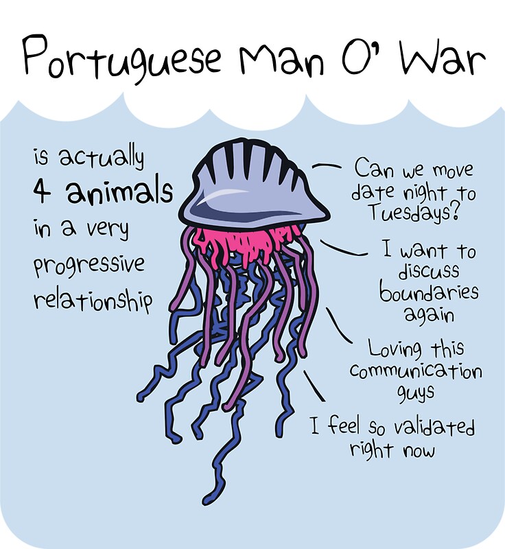 Portuguese Man Of War Facts 56