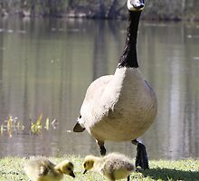 Momma where are the noms? by Heather King