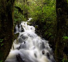 In the Middle of the Green by Michael Treloar