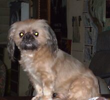 My Darling Companion by Norma-jean Morrison