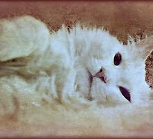 Sleepy Time by Scott Mitchell