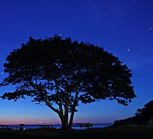 Twilight Tree by Kristi Harkins
