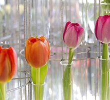 Test tube tulips by papillonphoto