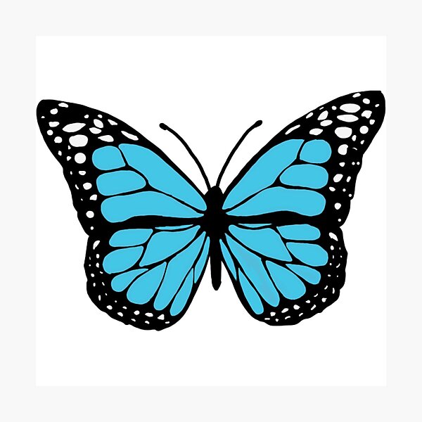 Blue Butterfly Photographic Print For Sale By Sydwallach Redbubble