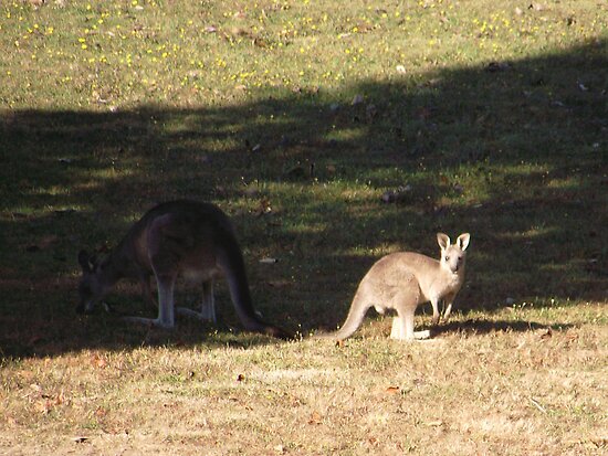 cardinia reservoir park