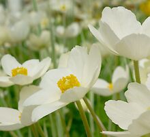 *** HAPPY-GO-LUCKY PLAYFUL ~ WINDFLOWER *** by JETAdamson