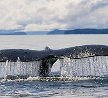 Whale Tail by Gina Ruttle (Whalegeek)